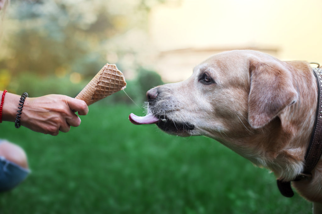 dog licks ice cream cone arctic buzz